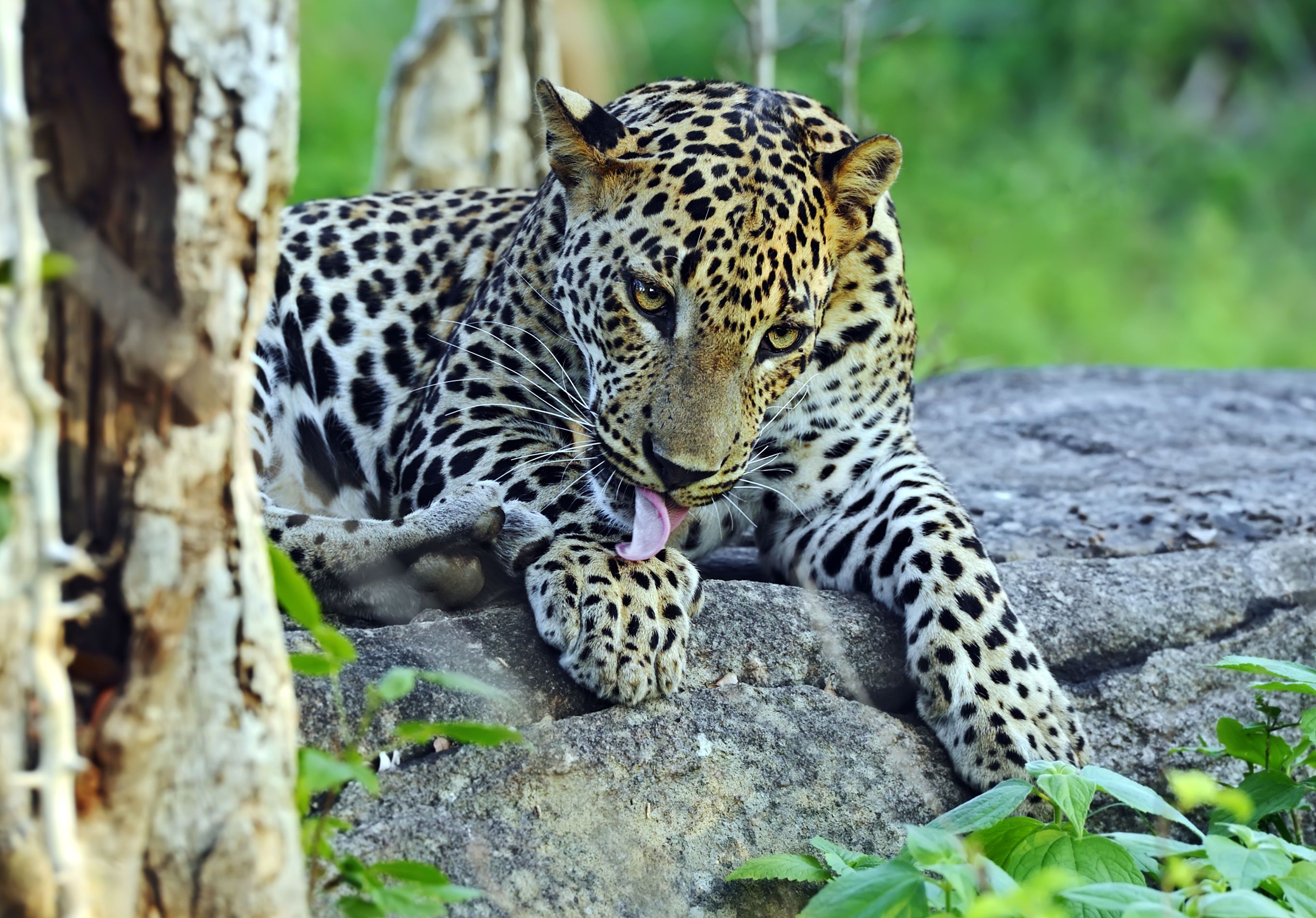 Wildlife Sri Lanka